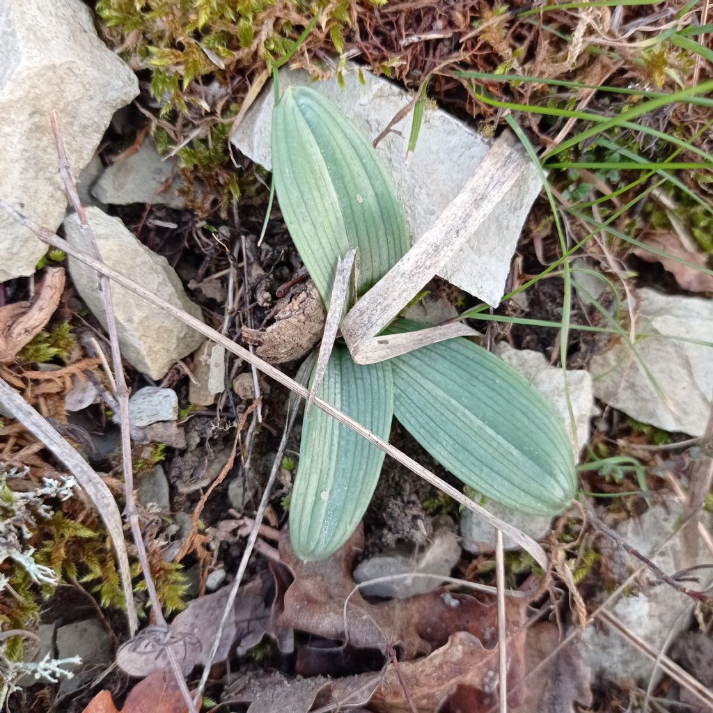 ophrys da identifcare